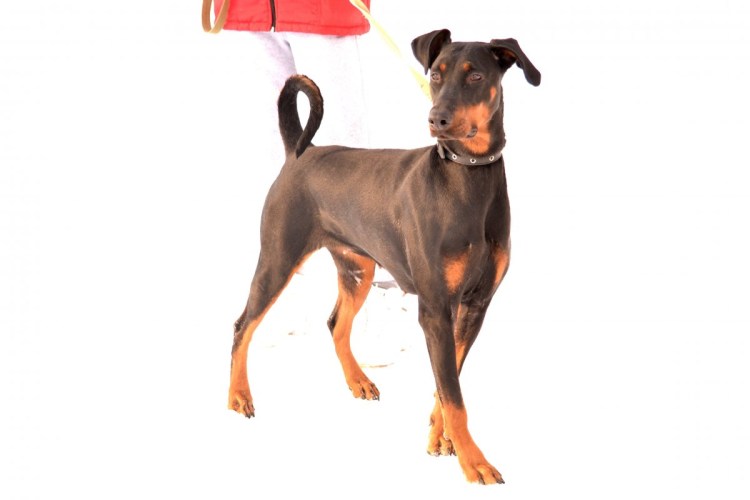 Доберман некупированный