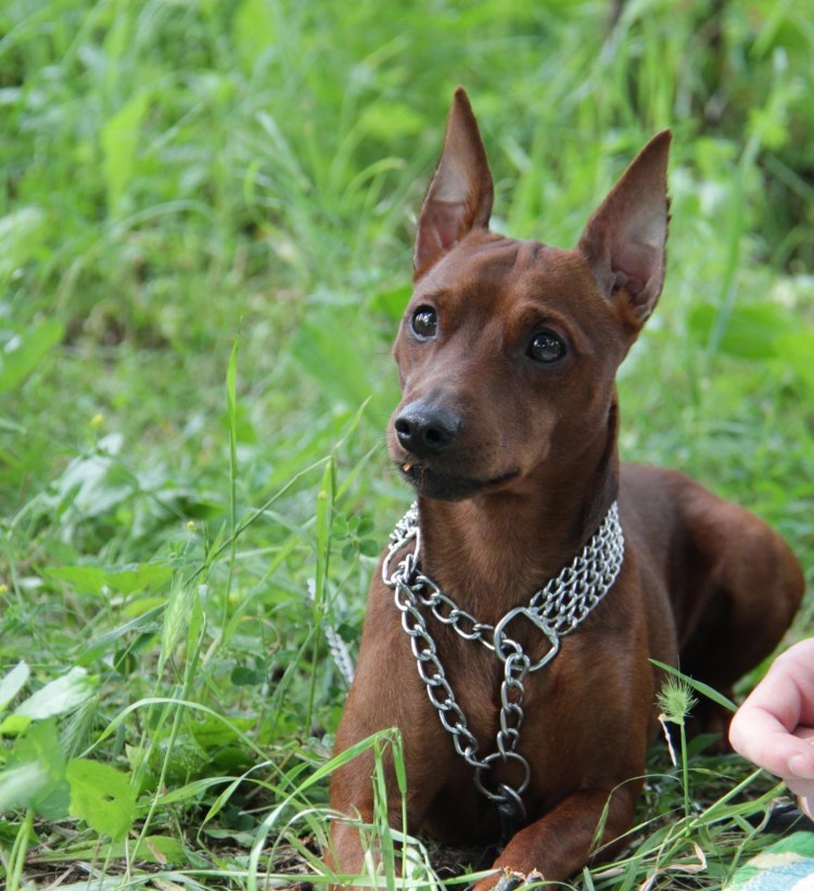 Мини Доберман Цвергпинчер рыжий