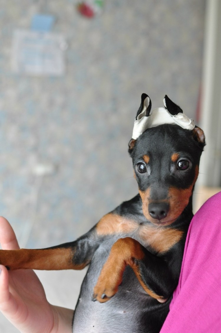 Доберман не купированый пинчер