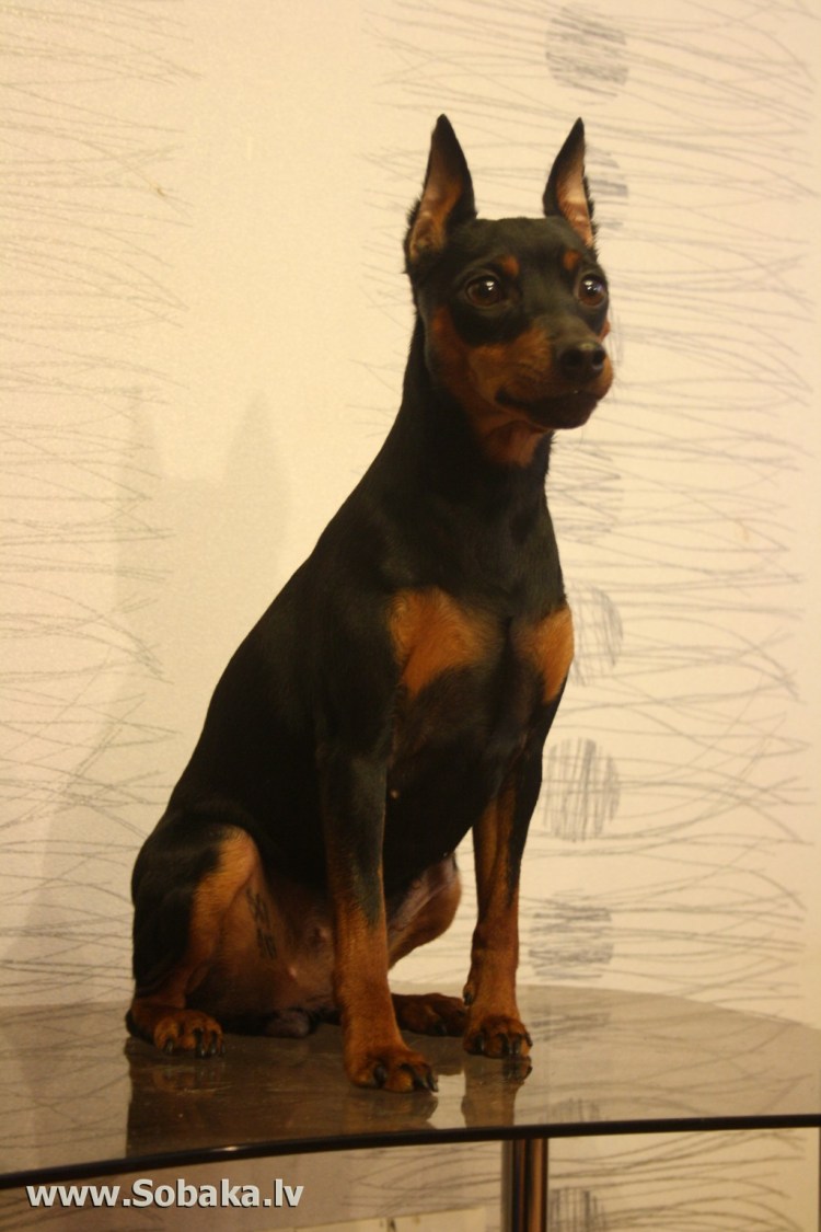 Доберман с некупированными ушами