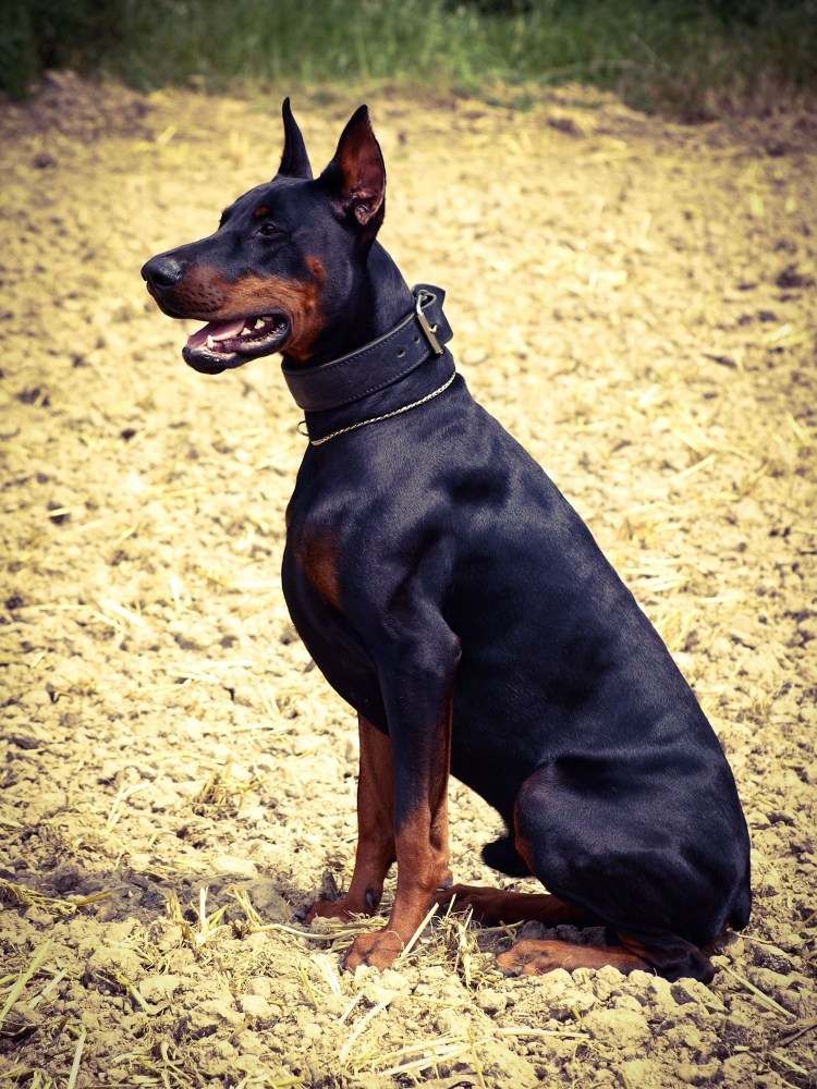 Доберман с некупированными ушами