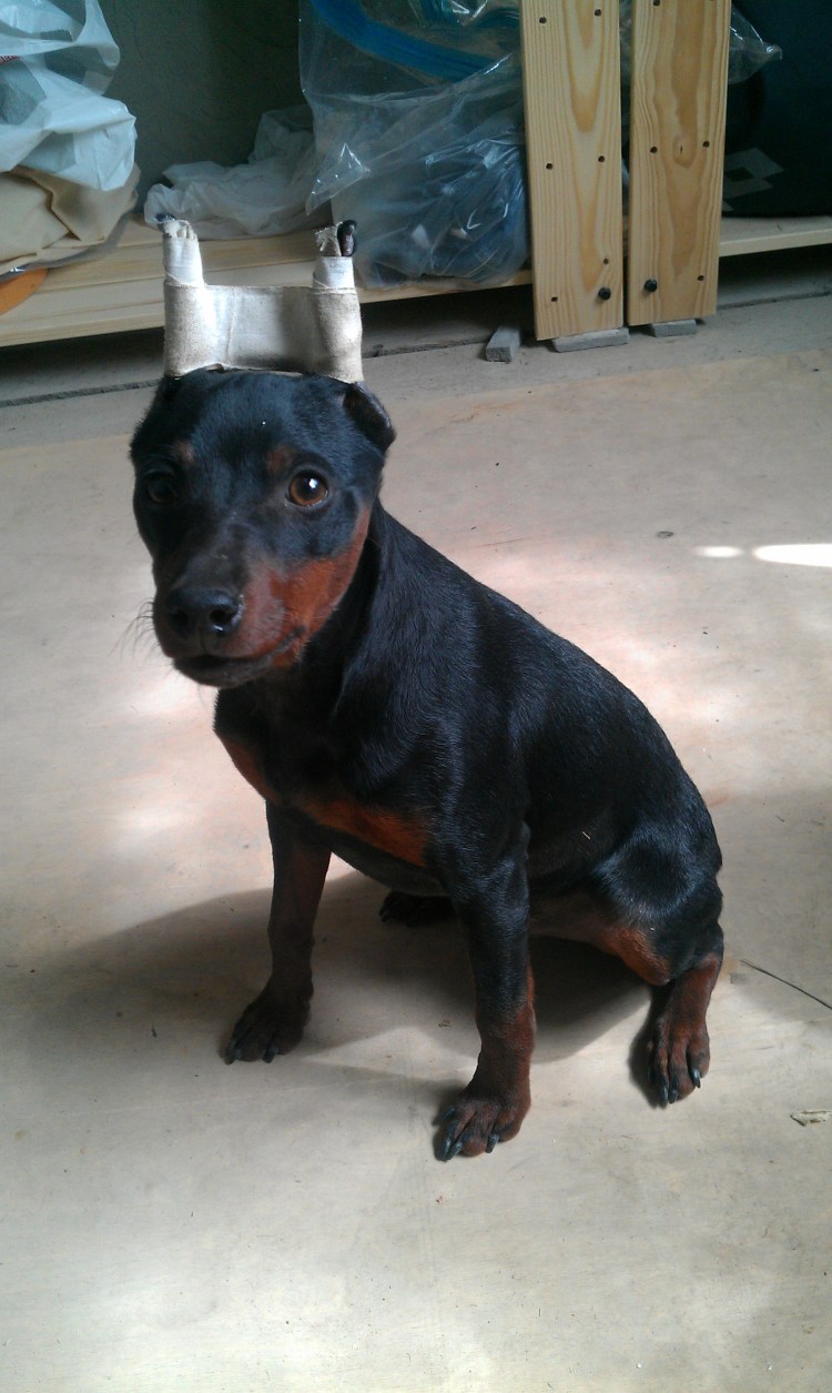 Собака Доберман