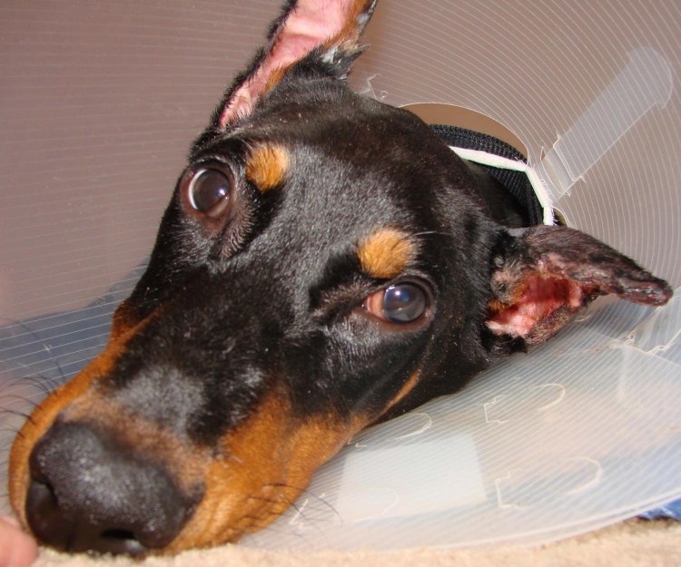 Ушастый Доберман