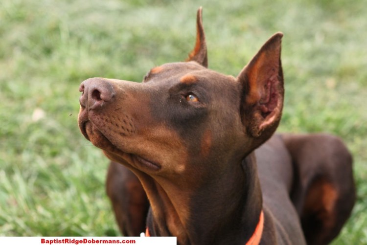 Карликовый пинчер