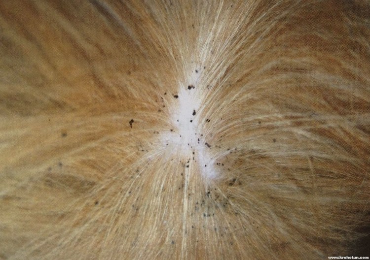 Власоеды у морских свинок