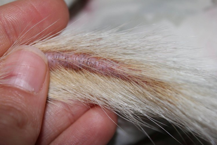 Новообразования у собак