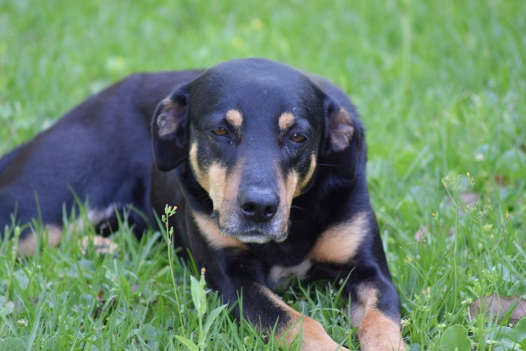 Листовидная пузырчатка у собак