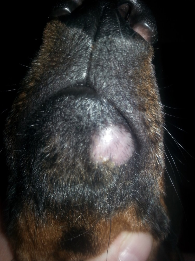 Дворняга терьер белая