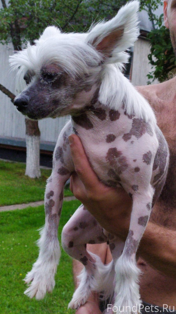 Голден ретривер с Чао-Чао