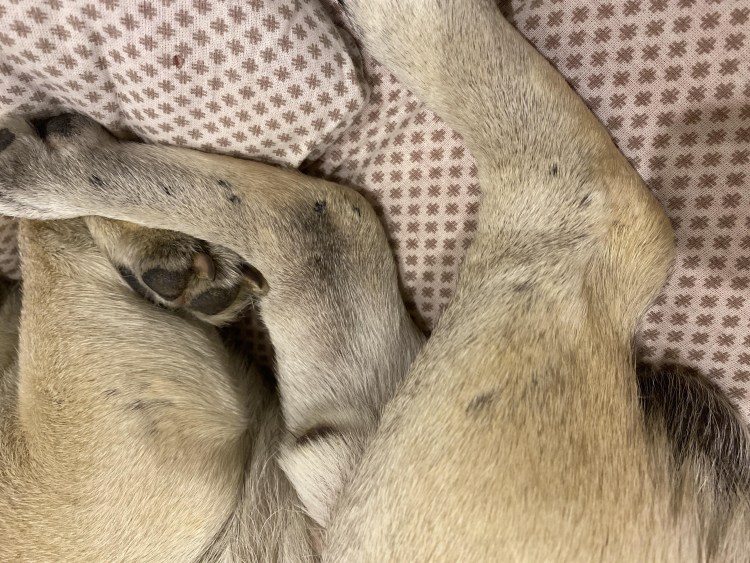 Кератоконъюнктивит Пекинес