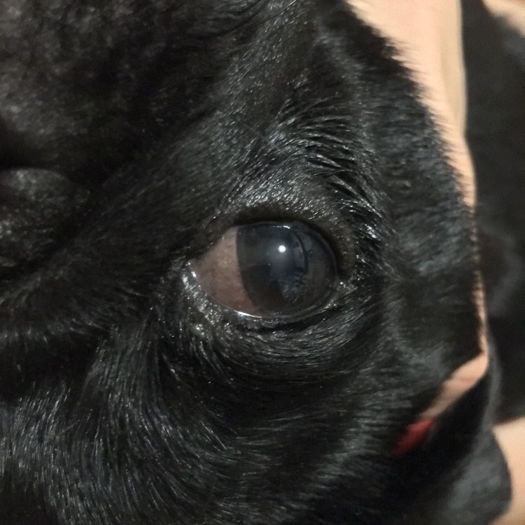 Кошачьи паразиты на шерсти