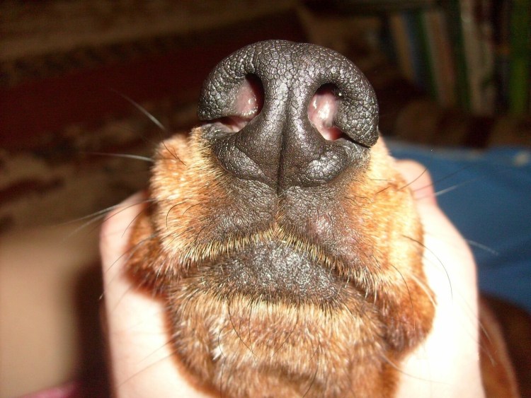 Лимфоэкстравазат ретривер