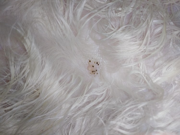 Черные точки у кота в шерсти