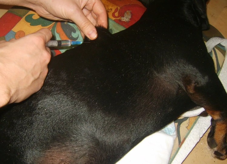 Облысение хвоста у хорька