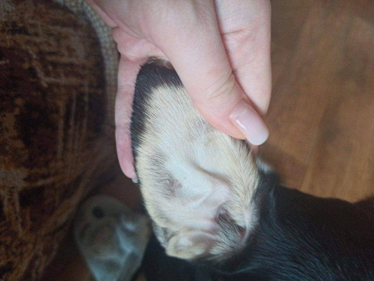 Чёрное пятно на языке у собаки