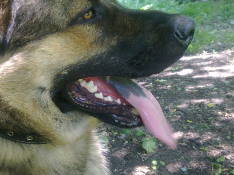 Собака белая с черными пятнами