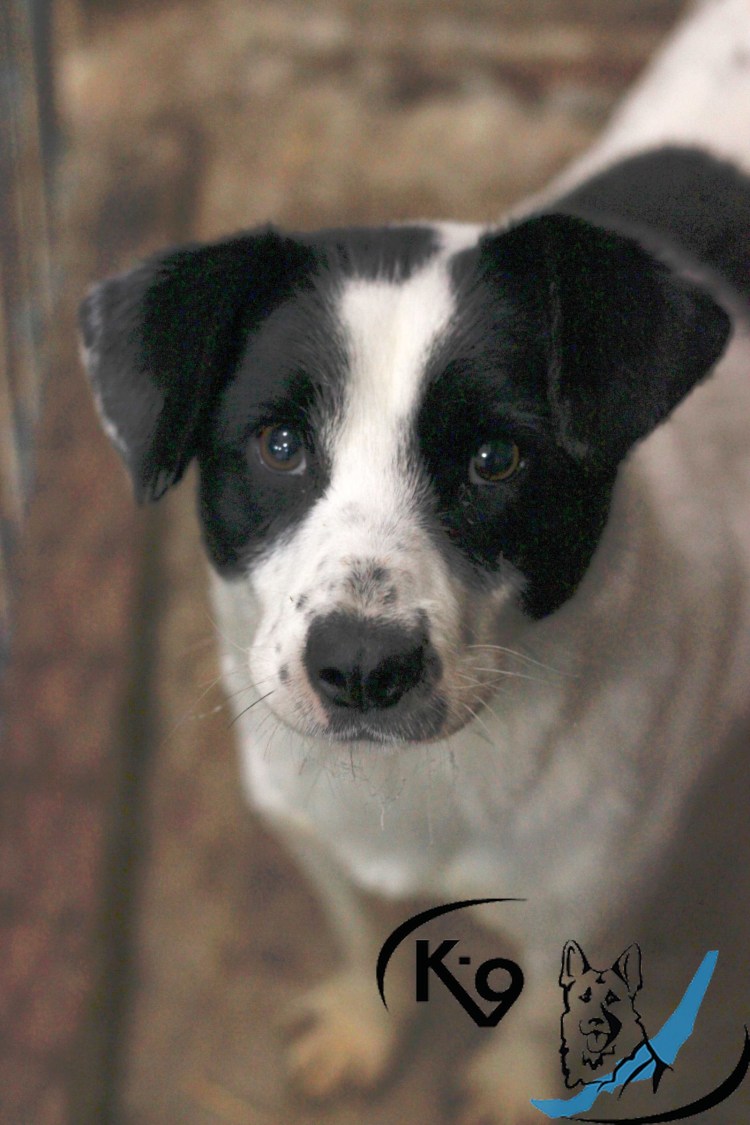 Черно подпалый