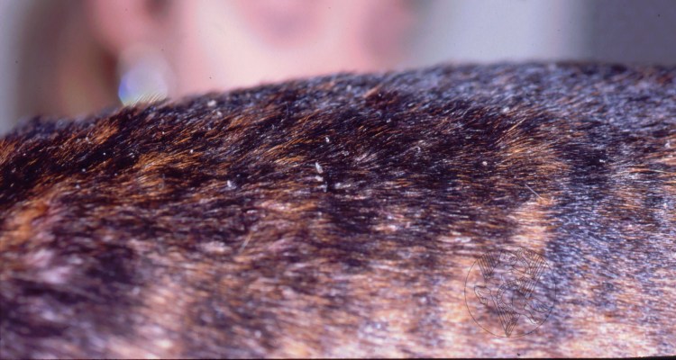 Порода собаки Джек бультерьер