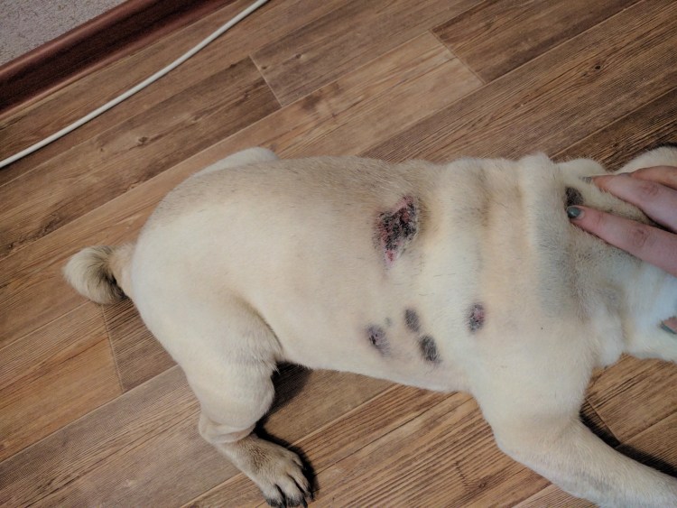 Чи чи Голден ретривер