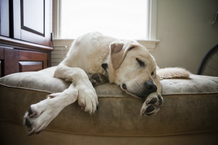 Красивая собака лежит