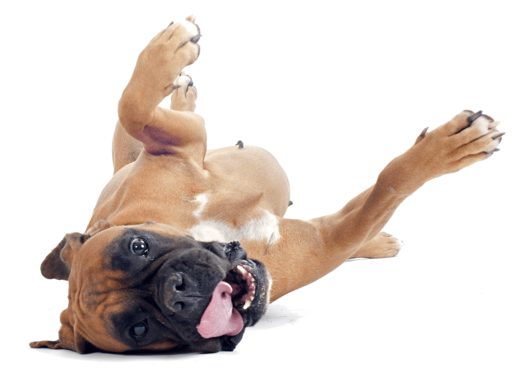 Здоровая кожа собаки PNG