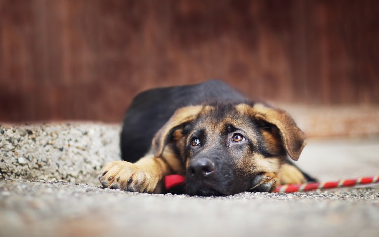 Грустная собака лежит