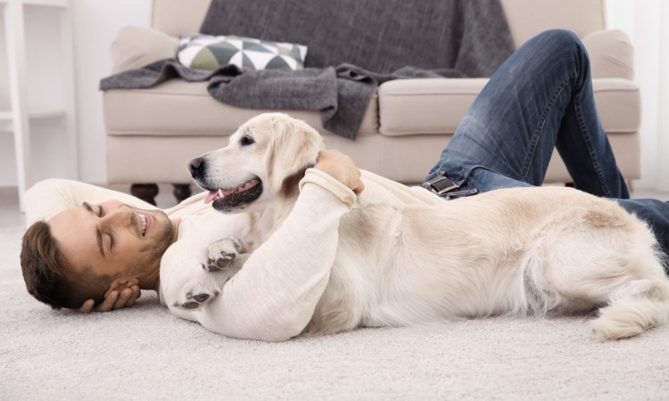 Собака лежит на ковре