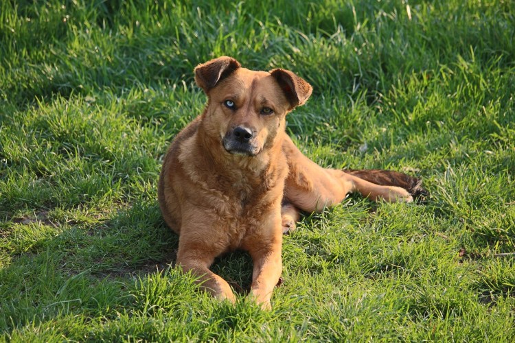 Собака лежит