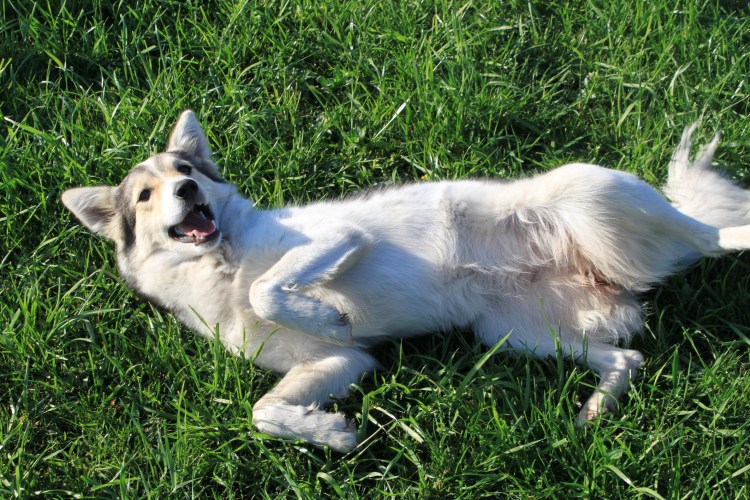 Собака дежиь на спинкех