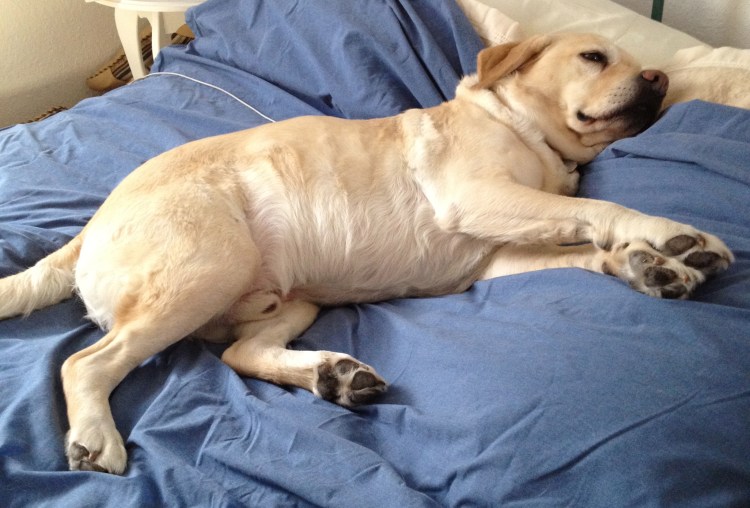 Собака лежит