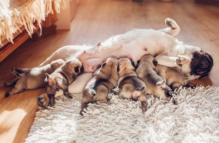 Собака и дети лежат на ковре