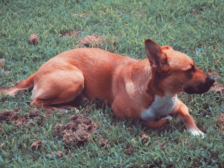 Лежащая собака э