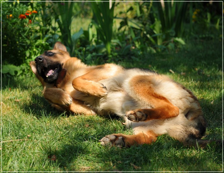 Овчарка со спины