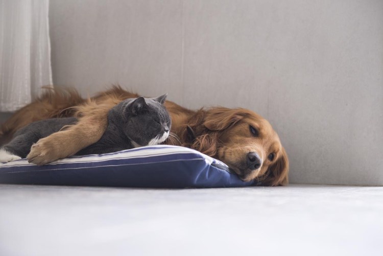 Щенок лежит на груди