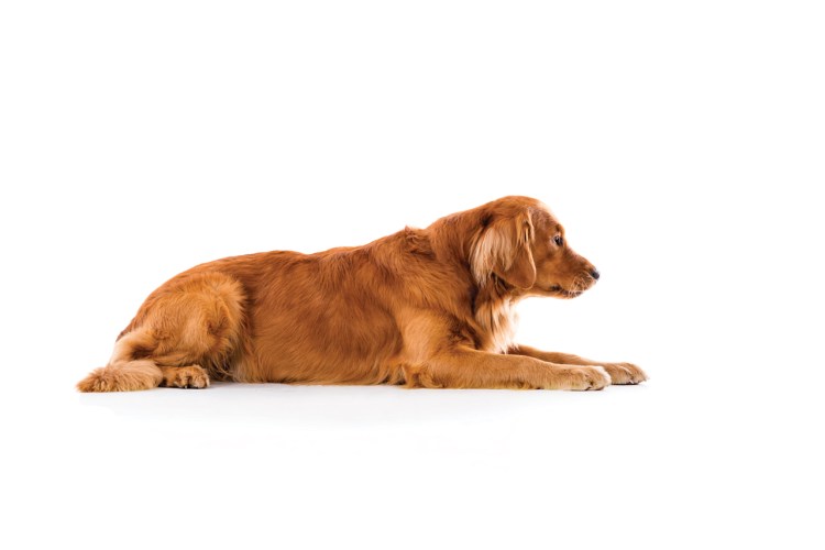 Собака с боку