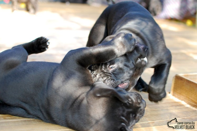 Кане Корсо и Мопс