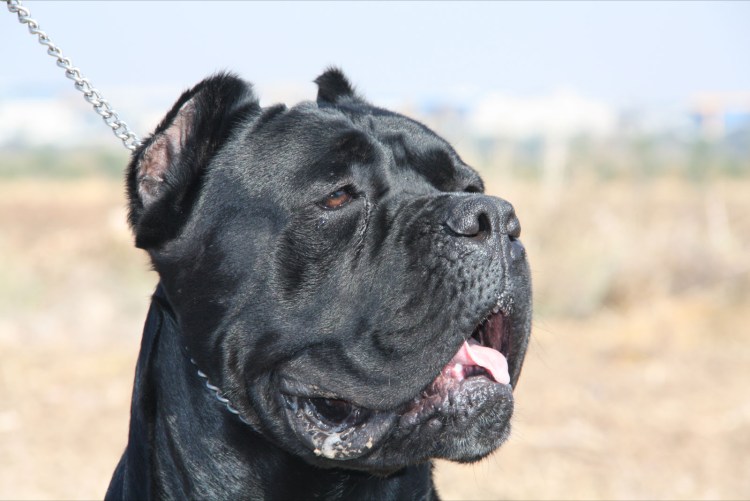 Кане Корсо итальяно