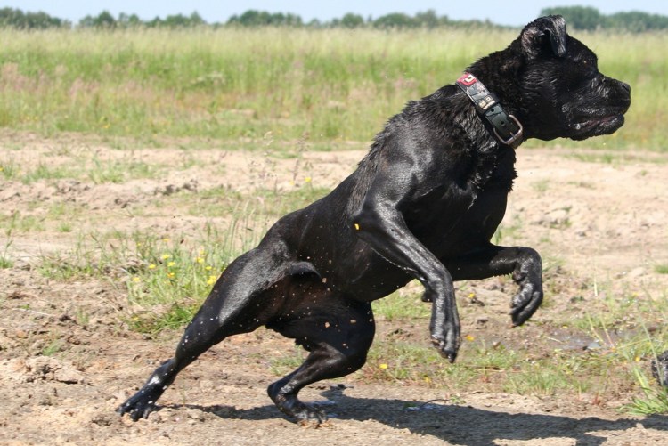 Кане Корсо оффник