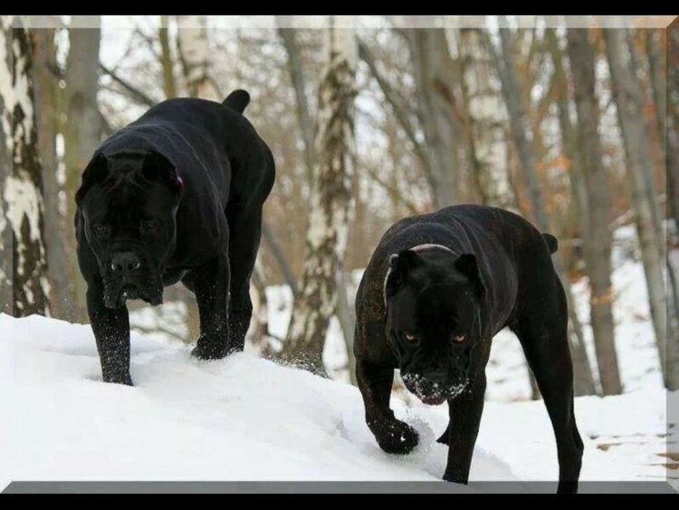 Корсо Канарио