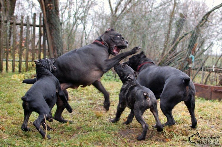 Собачьи бои Кане Корсо