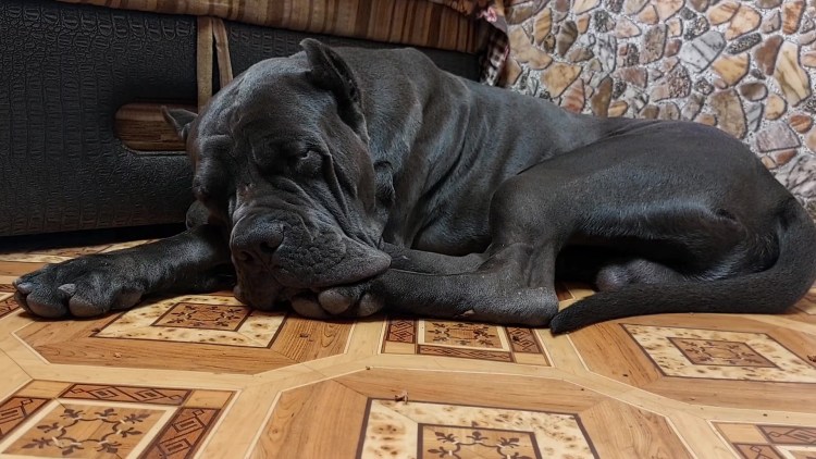 Кане Корсо и стаффордширский терьер