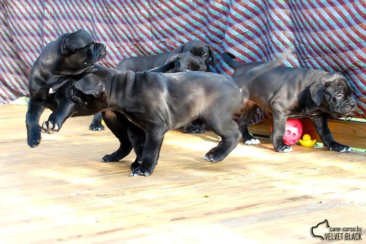 Кане Корсо и алабай