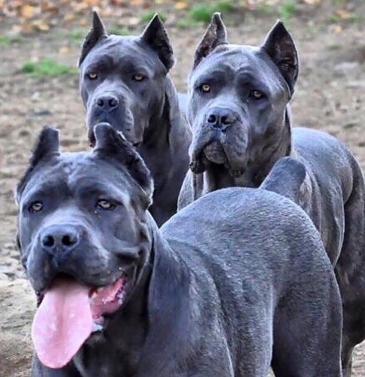 Канарский дог преса Канарио