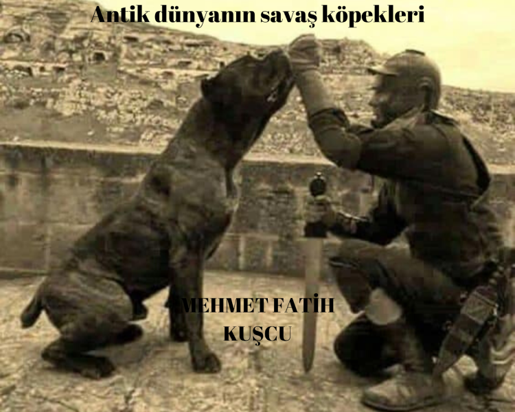 Метис Кане Корсо