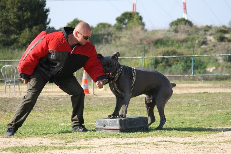 Кане Корсо белый