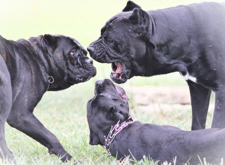 Кане Корсо в атаке