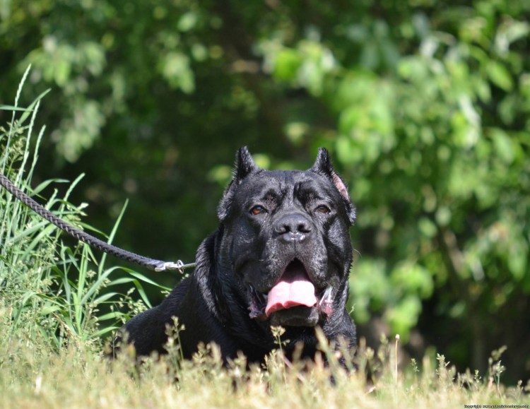 Кане Корсо собака