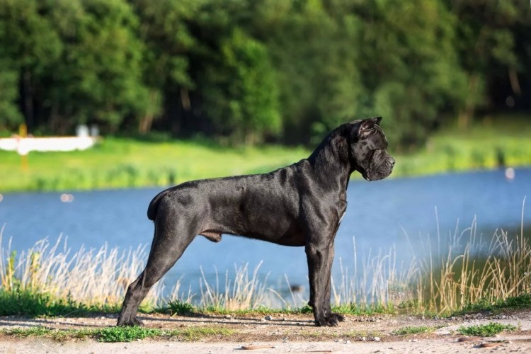 Cane Corso бойцовские