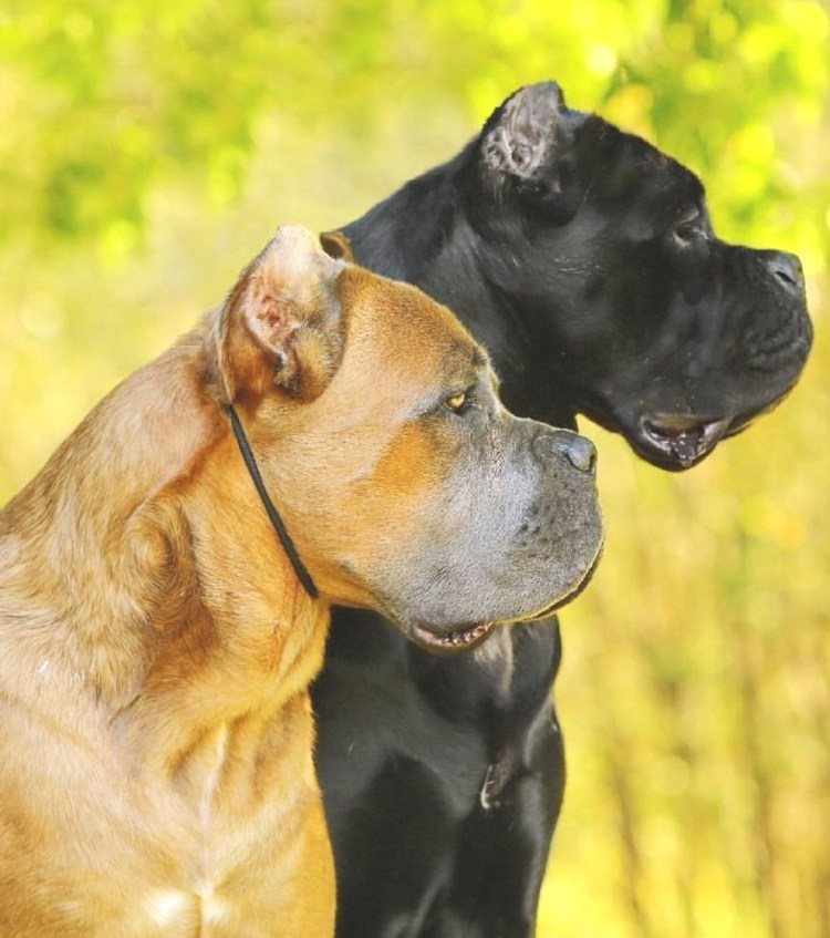 Итальянская сторожевая Кане Корсо