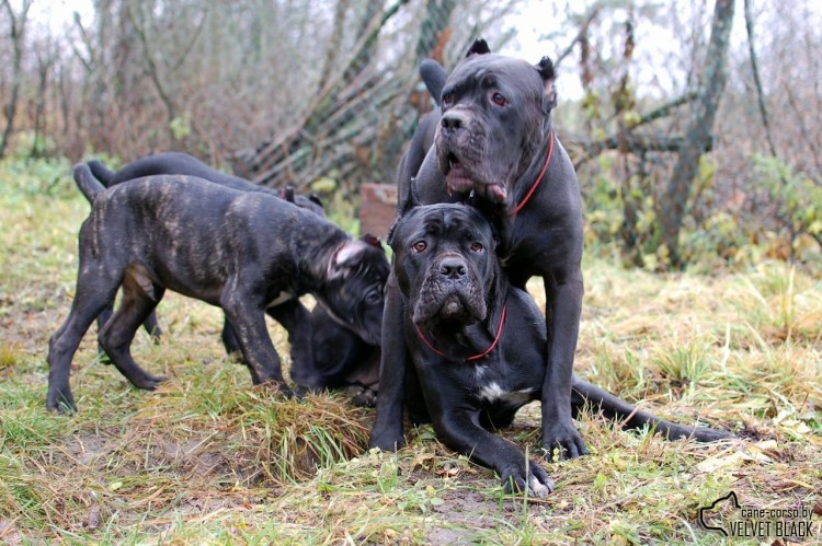 Когти Кане Корсо